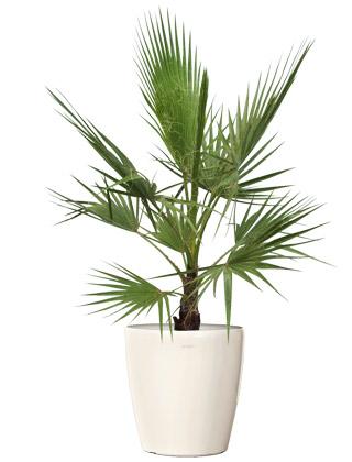 Washingtonia Robusta